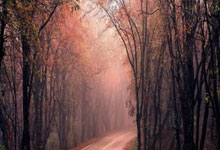 意昂体育官网：图片报：巴黎、红军等队有意施洛特贝克，多特想和他涨薪续约.